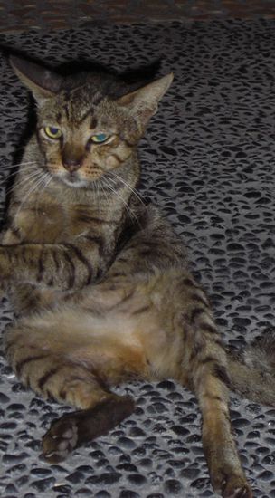 eine der hübschen Katzen von Bali