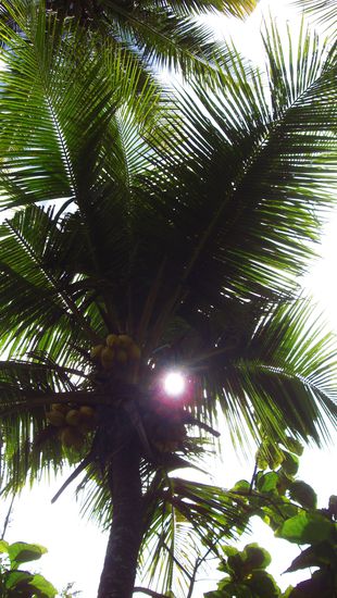 Auf dem Weg sind hunderten von Palmen, mit vielen vielen grossen Kokosnuessen... komisches Gefuehl da durchzulaufen, wenn man bedenkt, dass mehr Menschen durch eine auf den Kopf fallende Kokosnuss ums Leben kommen, als durch Haiangriffe...