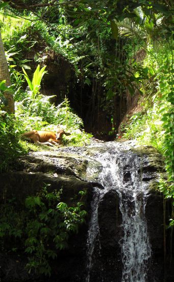 Nein kein TIGER... sondern ne .... Dschungelkuh ....
