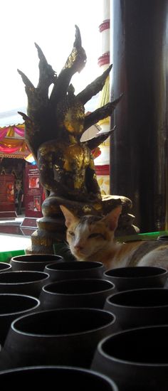 Die sehen hier um einiges gesuender aus wie auf Bali