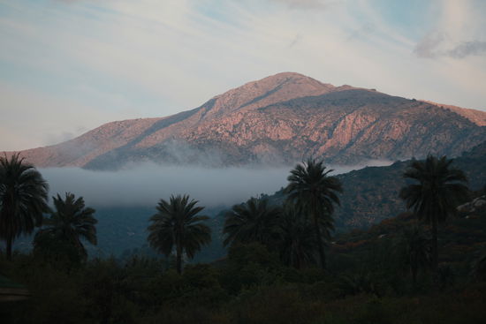 Das sind sie also die Palmen. Und im Hintergrund ist der Cerro la Campana. Diesen Berg hat Darwin auf seiner Südamerikareise erklommen.