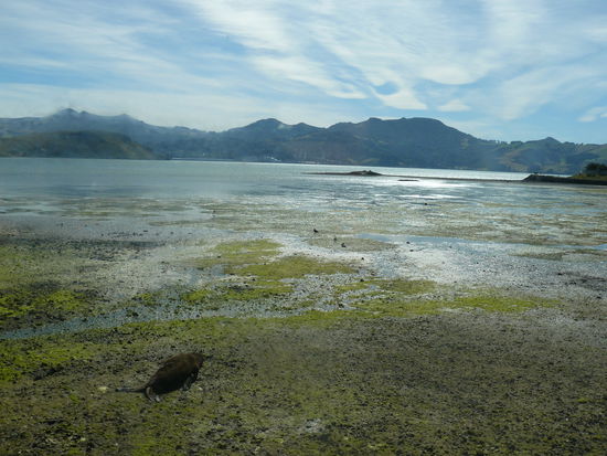 seeloewe unten links!@!!