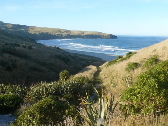 der pfad wurde fuer die pinguine mit teppich ausgelegt, das moegen die wohl...