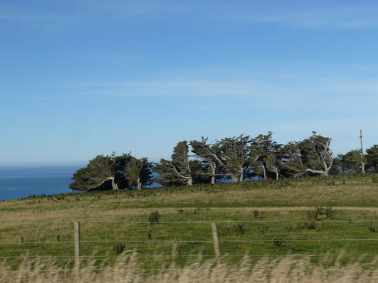 der wind, der wind!es war aber kein wind an dem tag, aber sonst wohl schon, wenn man sich die baeume anschaut!