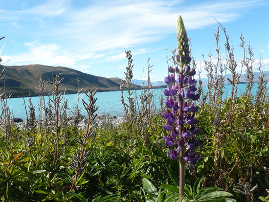 lake tekapo