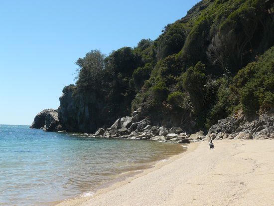 der einzige besucher an land + 2 rochen im meer, aber kein mensch!