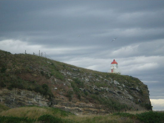 Kolonie der Albatrosse