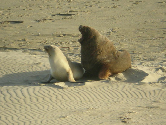 Seeloewen Mami mit Baby