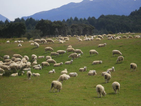 endlich, da sind sie... schafeeeeeee