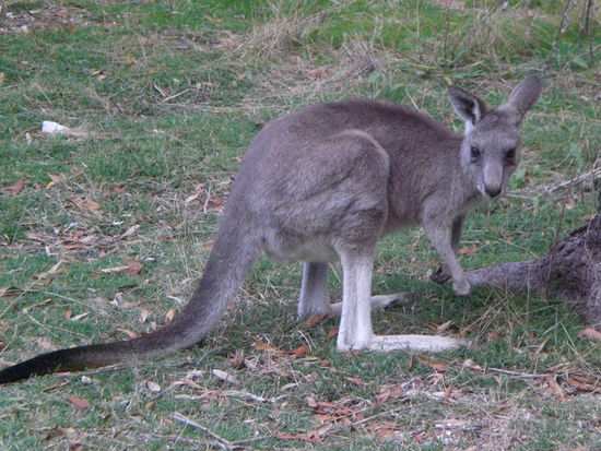 zutrauliche Kangurus und Wallabies