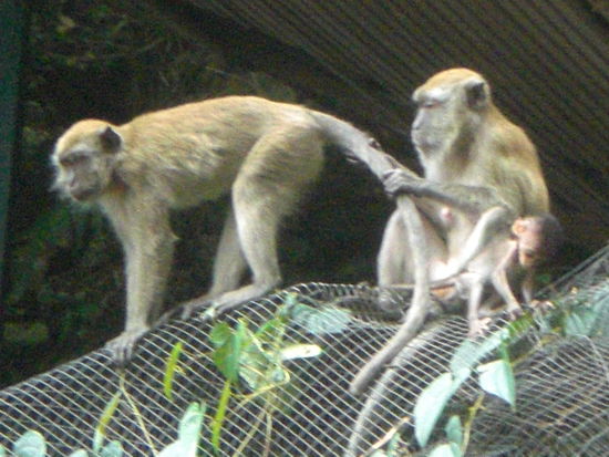 Aeffchen saeumen den Weg zum Tempel - mitunter leicht Aggro
