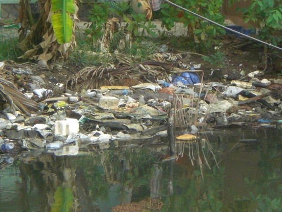 Muellentsorgung auf indisch