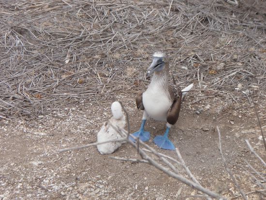 Blue-footed bobby mit Baby