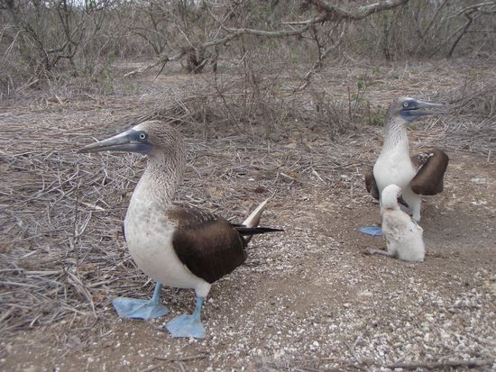 Blue-footed bobby family