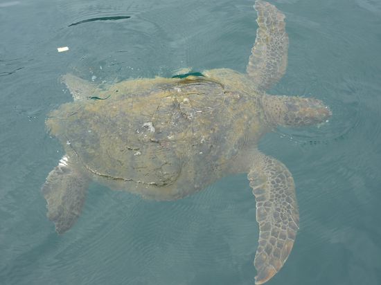 riesen Wasserschildkröte