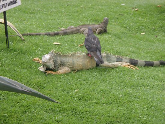 Parque de las Iguanas