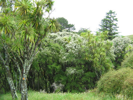 Cabbage Trees im Vordergrund (wörtlich übersetzt: Kohl-Baum, der deswegen so heißt, weil die ersten Einwanderer die Blätter wie Kohl gegessen haben sollen) und das Weißblühende ist Manuka, oder Teebaum