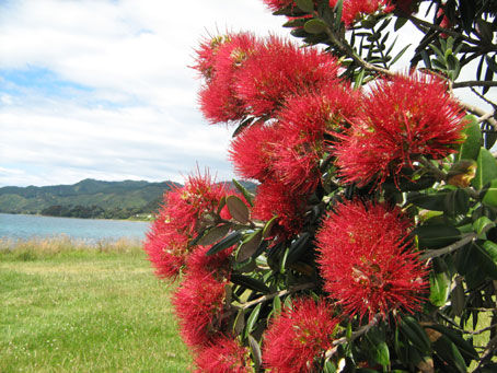 blühende Pohutukawa-Bäume