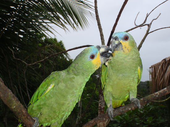 Die "gschnaederfraesigen" Schnabeltiere....mit Fruechten gaben sie sich nicht zufrieden. Sie wollten Ruehreier zum Fruehstueck...und zwar "zackzack"!