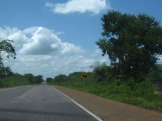 Das gefaehrliche an Fahrten auf dieser Strasse sind die Kuehe und Ziegen, die an den Strassenraendern rasten und ab und zu im siesta-Temp die Strasse ueberqueren....(siehe Tafel rechts)
