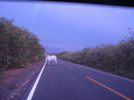 ...das meine ich...muuhh 