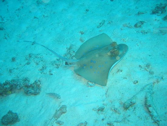 Blue spotted Stingray Blaugepunkteter Stachelrochen