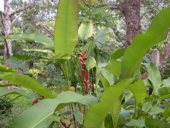 Wasserfall Nang Yom mit Botanischen Garten und vielen Schmetterlingen