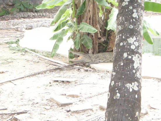Privater Krokodilenzoo auf Koh Chang