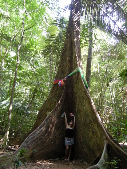 Brettwurzelbaum. Es gibt mehrere "Tausendjährige Bäume"
