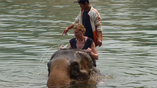 Beim Waschen vibriert manchmal das ganze riesige Tier, laut Mahout "Elephant happy"!