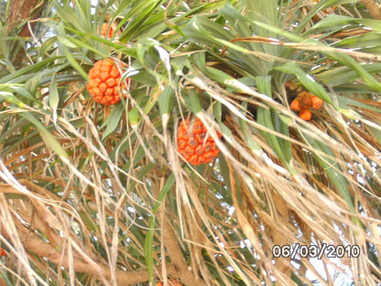 unter diesen Palmen waren wir gelegen...
Spenden genauso Schatten wie ein Sonnenschirm, nur eben kostenlos 