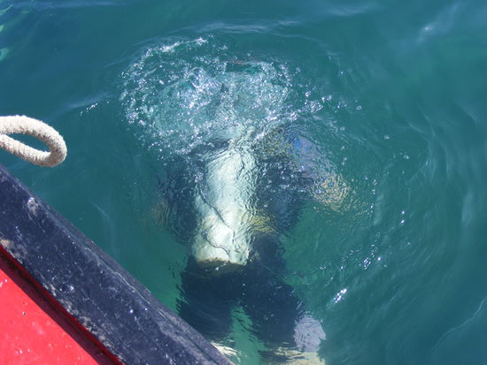 gluck gluck, weg ist er....