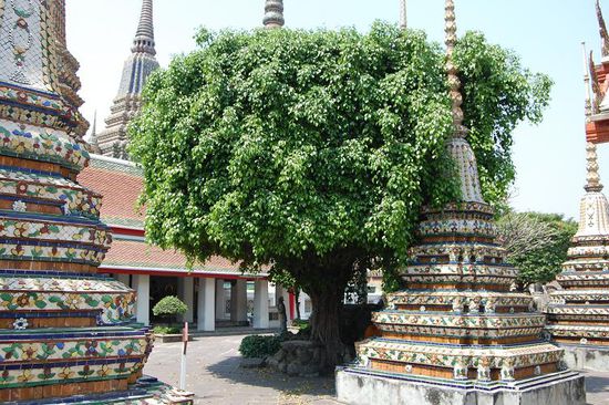 ja, das ist ein Ficus Benjamini....