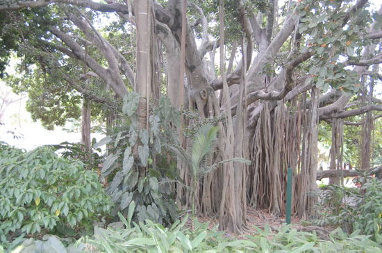 das was da runter wächst sind Wurzeln