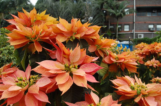 Weihnachtssterne im September.....