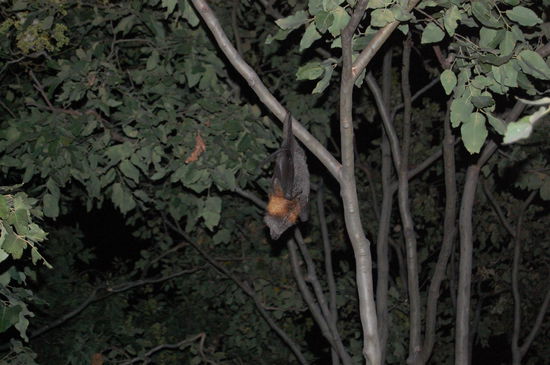 ne Fledermaus...bevor man sie sieht kann man sie schon riechen....