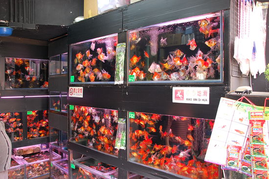 Goldfisch-Markt