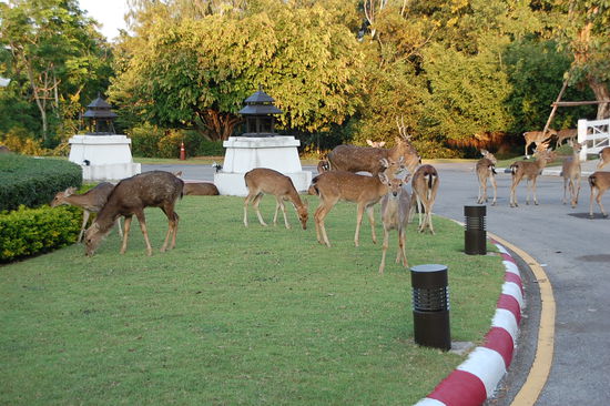 die Laufen im Eingangsbereich frei rum....