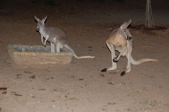 fast wie in Australien