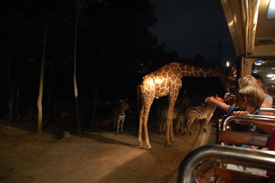 auch die Giraffe war da....