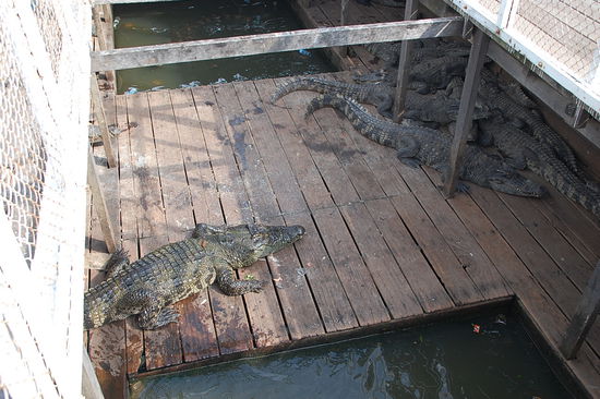 die sind ca. 5 Jahre alt und werden in ca. 2 Jahren geschlachtet und weiterverarbeitet......