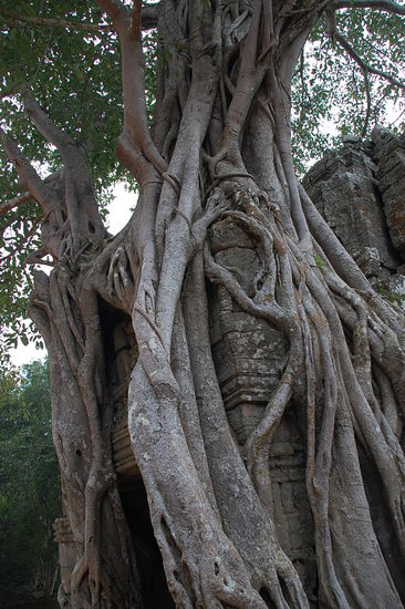 ohne Baum gäbe es die Mauer wohl nicht mehr.