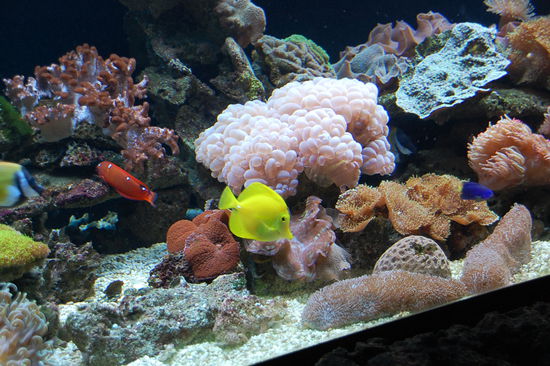 buntes Aquarium 