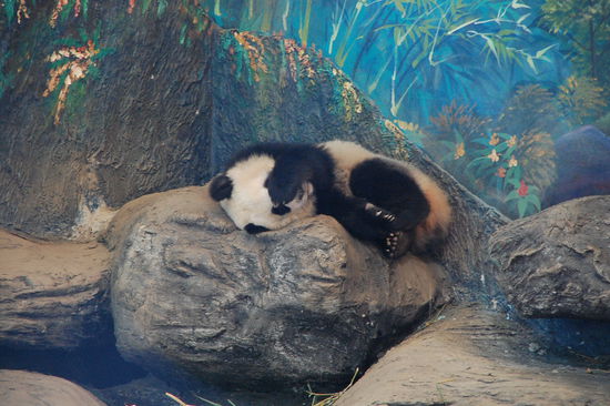 kleiner Panda, geboren Februar 2009