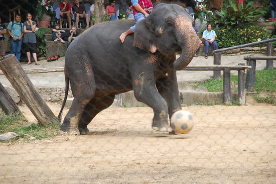 Jogi....wenn der Gomez mal wieder die Kiste nicht trifft nimm ihn hier....