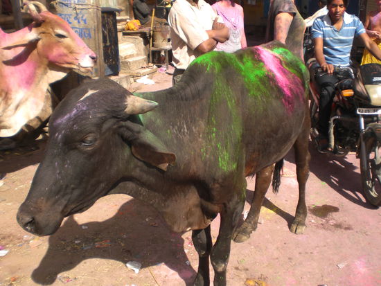 Holi-Holy Cow