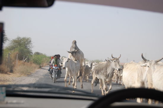 heilige Kühe dürfen hier wirklich alles 