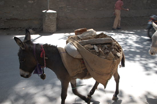 hier wird kein Container bestellt sondern Esel