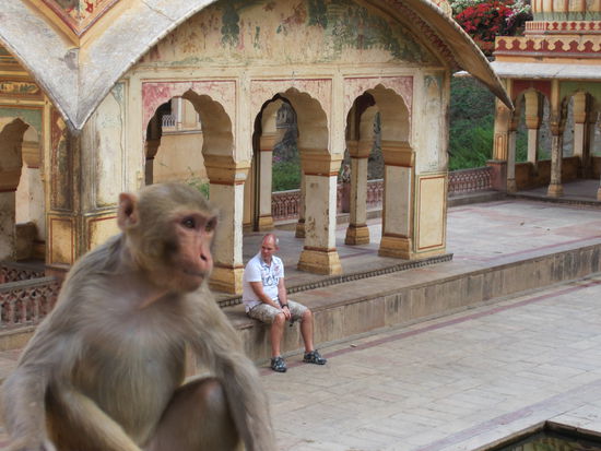 Suchbild: wo ist der Affe 