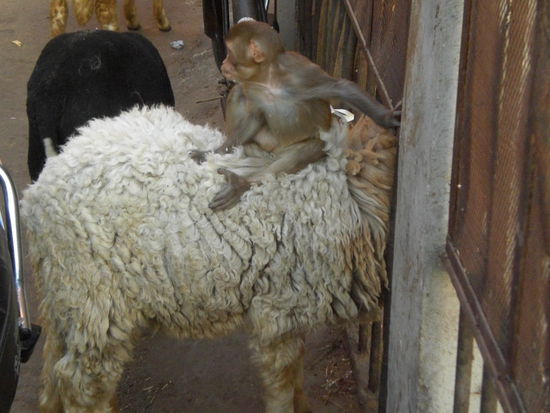 Bitte Schaf beschütze mich